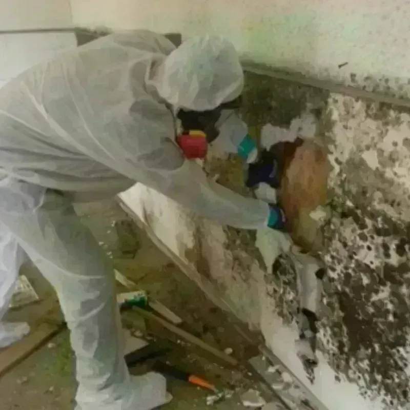 Mold Remediation and Removal in Long Branch, NJ